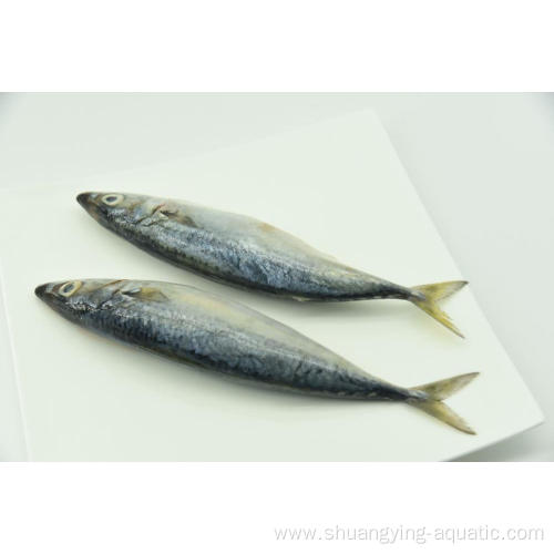 Frozen Pacific Mackerel Fish 200-300g 300-500g Price